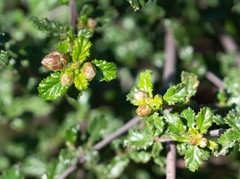 Ceanothus foliosus