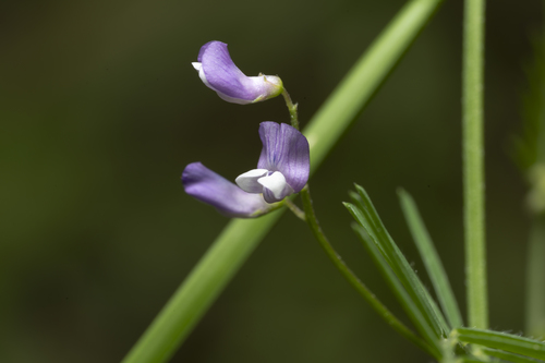 Image of Vicia palaestina by (c) Eleftherios Katsillis, some rights reserved (CC BY)