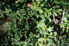 Ceanothus foliosus