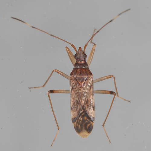 Ozophora depicturata photo 5