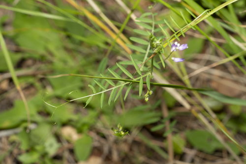 Image of Vicia palaestina by (c) Eleftherios Katsillis, some rights reserved (CC BY)
