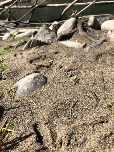 iNaturalist observation photo of Mammals