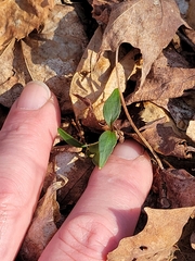 Claytonia caroliniana