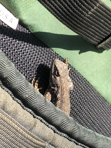iNaturalist observation photo of Western Fence Lizard