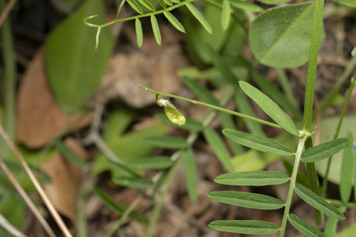 Image of Vicia palaestina by (c) Eleftherios Katsillis, some rights reserved (CC BY)