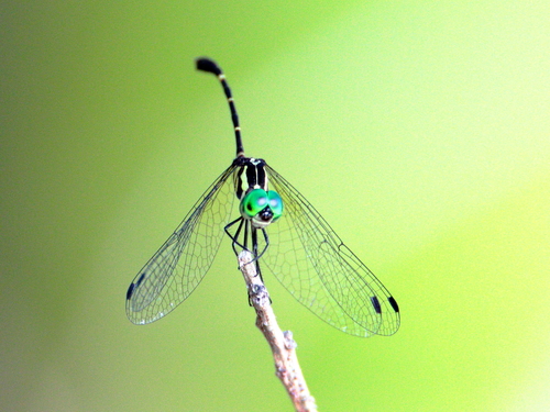 Elusive Archtail photo 3