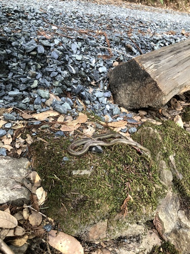 iNaturalist observation photo of Aquatic Garter Snake