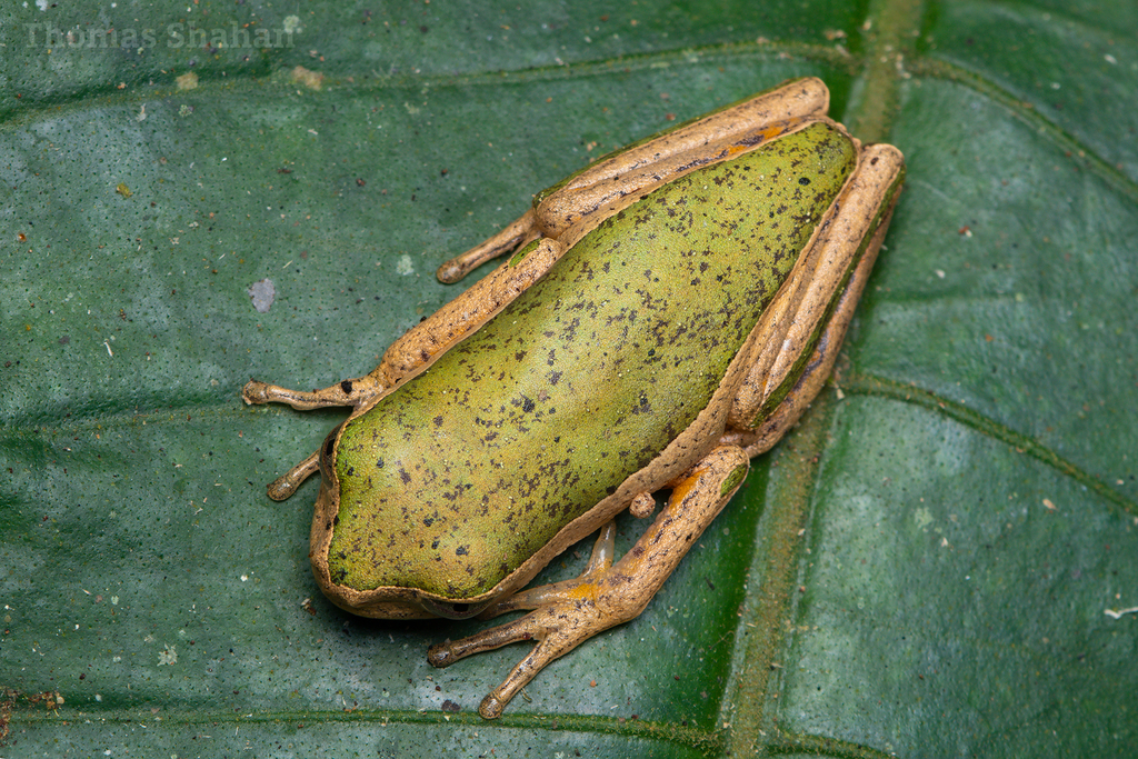 Jaguar Leaf Frog