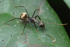 Camponotus nidulans