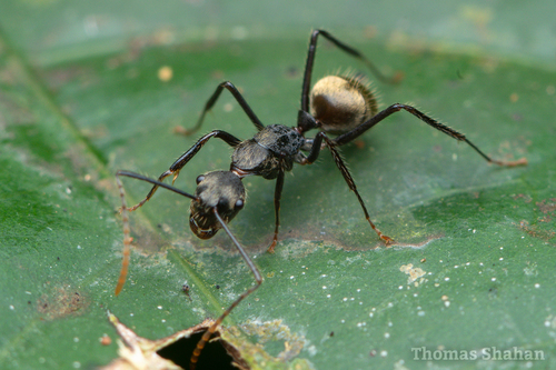 Camponotus nidulansCamponotus nidulans