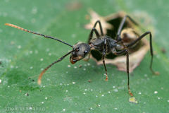 Camponotus nidulans