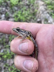 Lithobates palustris