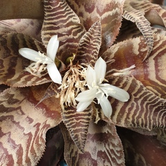 Cryptanthus zonatus