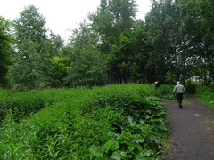 Urtica galeopsifolia
