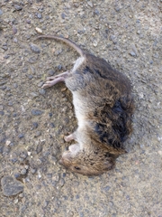 Microtus canicaudus