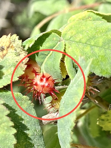 iNaturalist observation photo of Spiny Leaf Gall Wasp