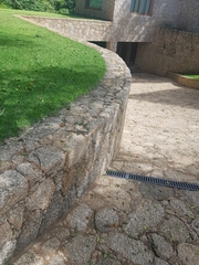 Tropidurus torquatus