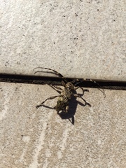 Hexatricha pulverulenta