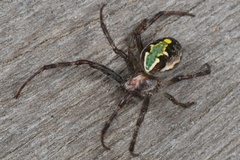 Novaranea queribunda