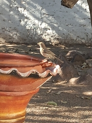 Haemorhous mexicanus