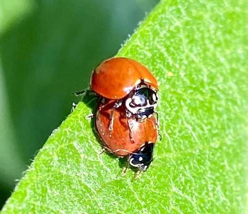 iNaturalist observation photo of Spotless Lady Beetle