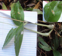 Malaxis lepanthiflora