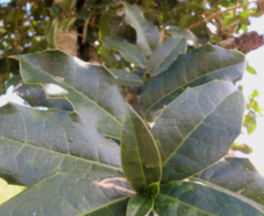 Olmediella betschleriana
