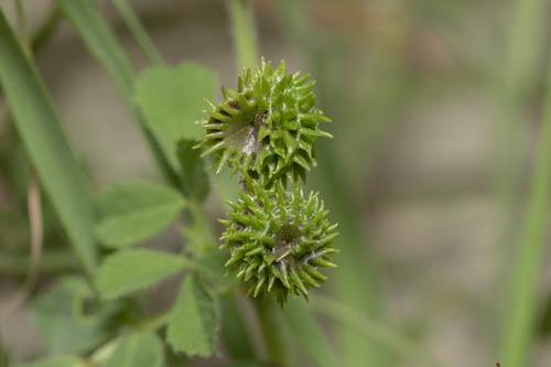 Image of Medicago turbinata by (c) Eleftherios Katsillis, some rights reserved (CC BY)