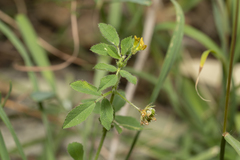 Medicago turbinata
