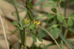 Medicago turbinata