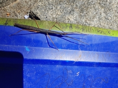 Exocnophila