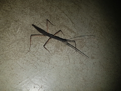 Exocnophila