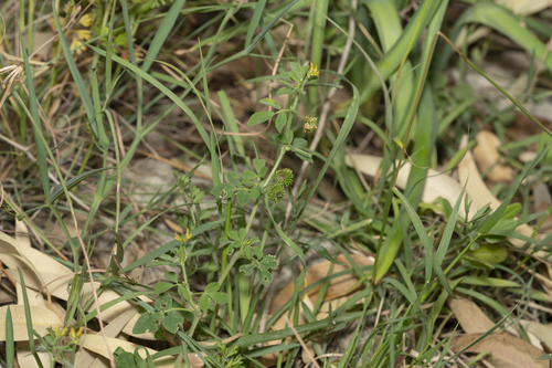 Image of Medicago turbinata by (c) Eleftherios Katsillis, some rights reserved (CC BY)
