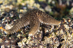 Anasterias antarctica
