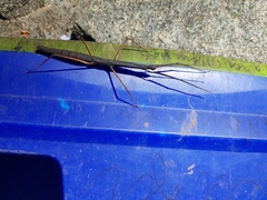 Exocnophila