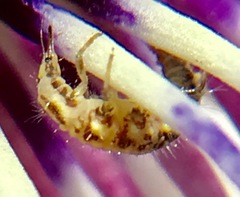 Chrysoperla pudica-group