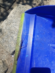 Exocnophila