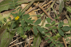 Medicago turbinata
