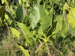 Montrichardia
