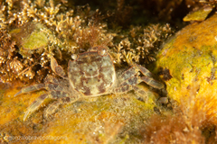 Cyrtograpsus