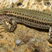 Spanish Wall Lizard - Photo (c) faluke, some rights reserved (CC BY-NC), uploaded by faluke