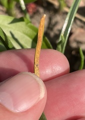 Puccinia allii