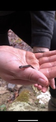 Plethodon dorsalis