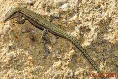 Podarcis hispanicus