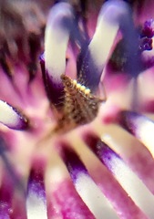 Chrysoperla pudica-group