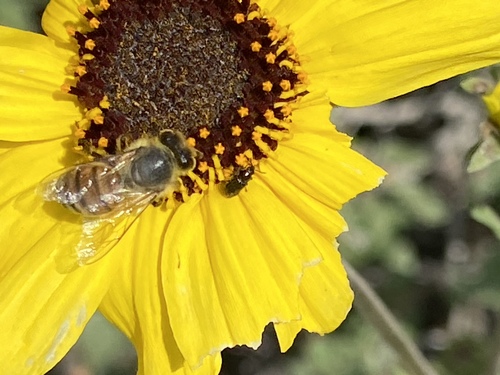 iNaturalist observation photo of Western Honey Bee