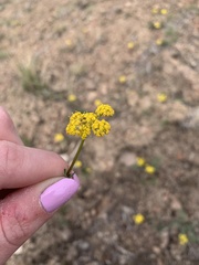 Lomatium cous
