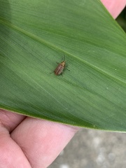 Galerucella grisescens