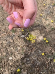 Lomatium cous