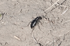 Cicindela nebraskana